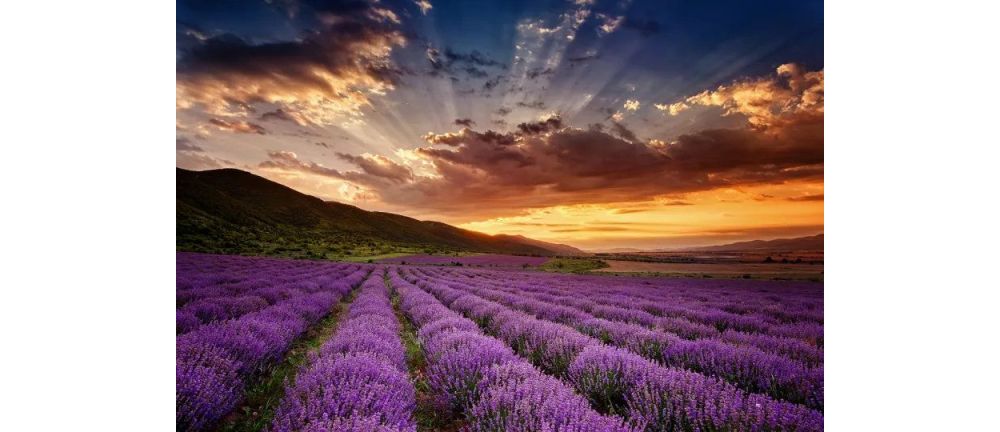 Lavender Scents - Demystified