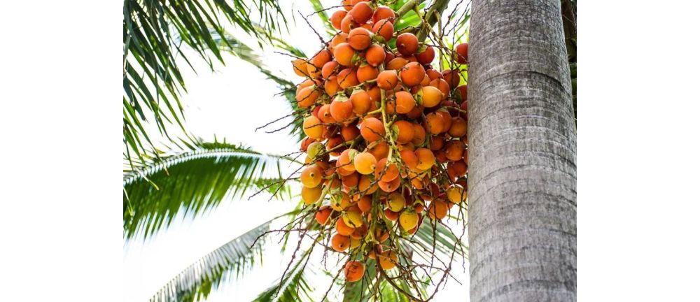 Palm Oil Demystified