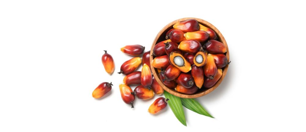 What is the difference between Palm Fruit Oil, Palm Kernel Oil & Palm Oil Stearin?