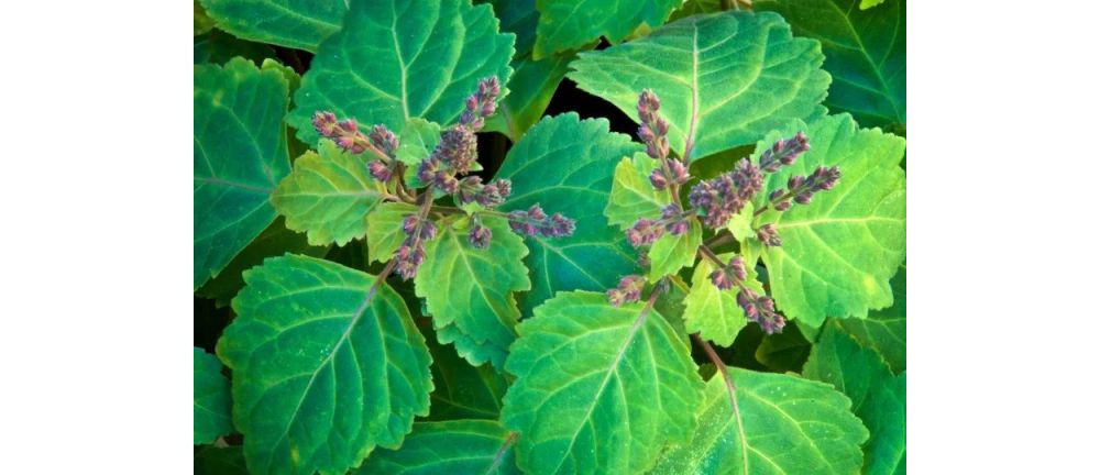 Characteristics & Applications: Patchouli Oil – Dark