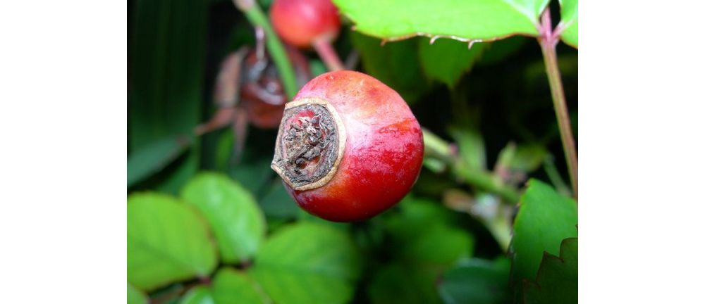 Top 4 Benefits of Rosehip Oil