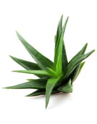 Aloe Vera Powder - Organic