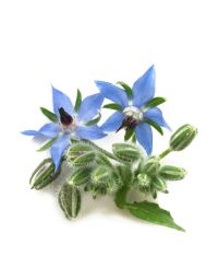 Borage Oil - 18% GLA Organic