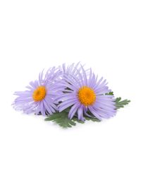 Chamomile Oil - Blue Organic