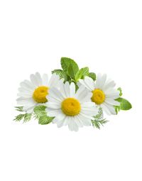 Chamomile Oil - Roman Organic