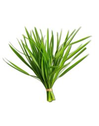 Citronella Oil - Organic