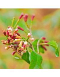 Clove Stem Oil - Organic