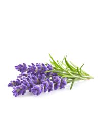 Lavender Oil (Bulgarian)