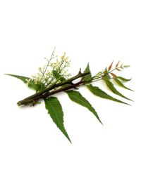 Neem Oil - Virgin Organic