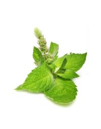 Peppermint Oil - Arvensis Organic (DMO Cornmint)