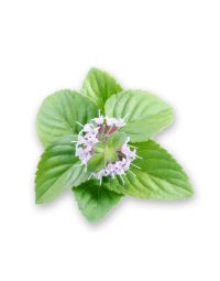 Peppermint Oil - Piperita Organic