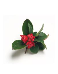 Wintergreen Oil - Organic