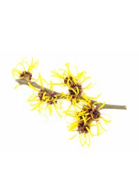 Witch Hazel - Organic