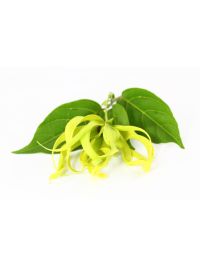 Ylang Ylang Oil - Complete - Organic