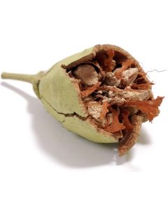 Baobab Oil - Virgin Organic