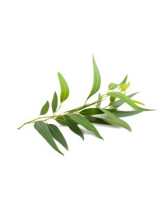 Eucalyptus Oil - Smithii Organic