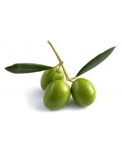 Squalane Oil - Olive 