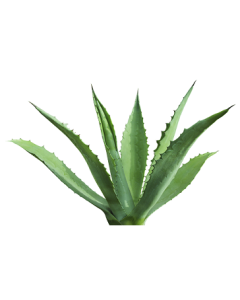 Inulin - Agave Organic