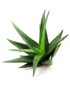 Aloe Vera Powder - Organic