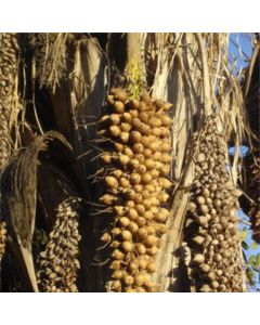 Babassu Oil - Organic