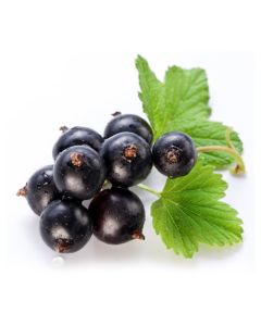 Black Currant Oil - 14% GLA