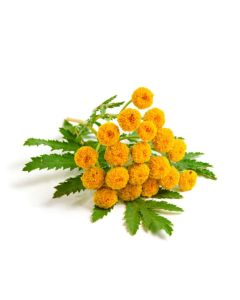Blue Tansy Oil 