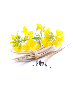 Canola Oil - High Oleic