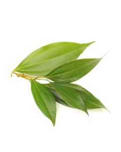 Cinnamon Leaf Oil - Organic
