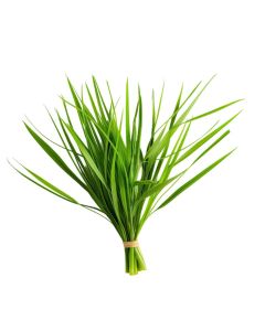 Citronella Oil - Organic