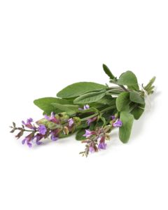Clary Sage Oil