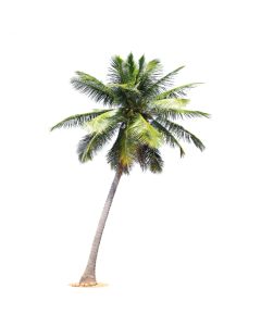 Coconut Syrup - Organic