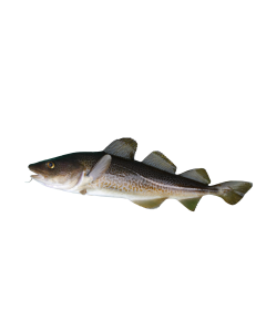 Cod Liver Oil - 1,000A/100D I.U. Per Gram - Bottles