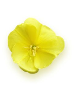 Evening Primrose Oil - 10% GLA