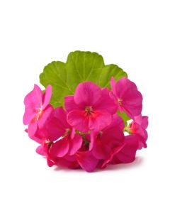Geranium Oil