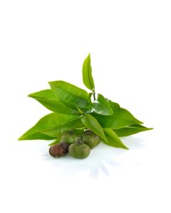 Green tea Seed Oil - Virgin Organic