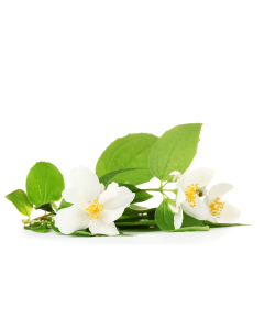 Jasmine Fragrance Oil