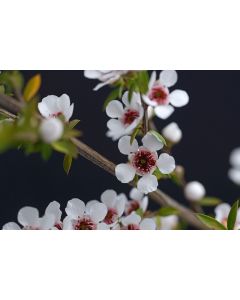 Manuka Oil - Organic