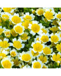 Meadowfoam Seed Oil - Refined