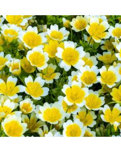 Meadowfoam Seed Oil - Virgin