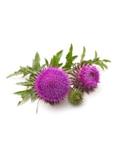 Milk Thistle Seed Oil