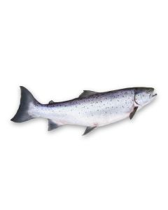 Salmon Oil - Wild Alaskan