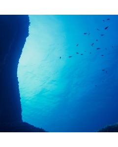 Squalene Oil - 99.5% Purity