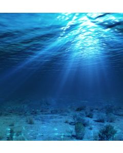 Shark Liver Oil - 20% Alkoxyglycerol 