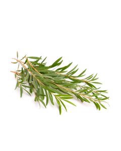 Tea Tree Oil - Australian