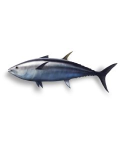 Tuna Oil - 5% EPA & 25% DHA RBDW
