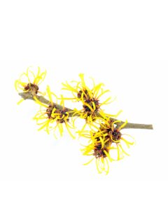 Witch Hazel - Standard - USP
