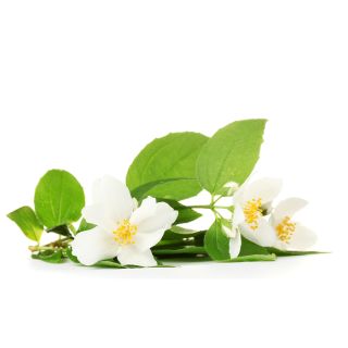 Jasmine Fragrance Oil