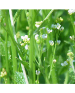 Abyssinian Oil - Gallon (3.5 kg)
