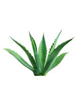 Agave Nectar Raw - Organic