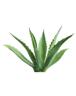 Inulin - Agave Organic